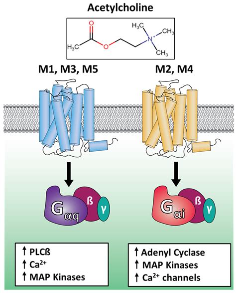 muscarinic receptors|what are muscarinic acetylcholine receptors.